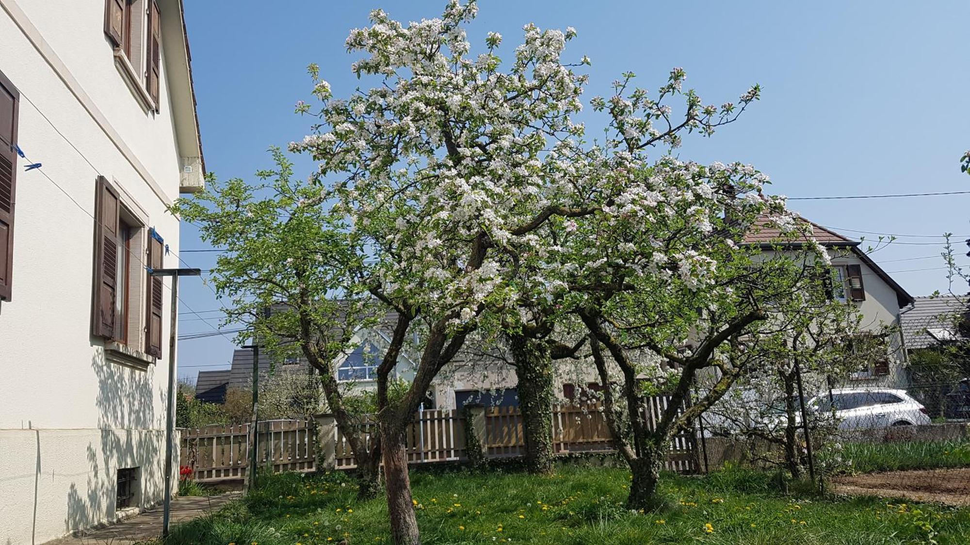 Maison Les 3 Roses Wolfisheim 外观 照片